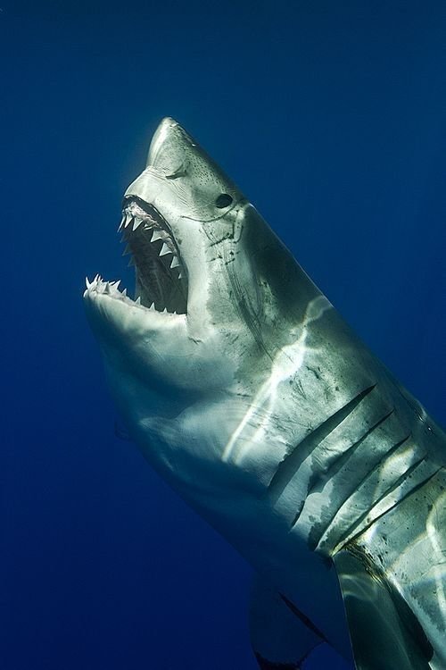 Shark PFP 4K