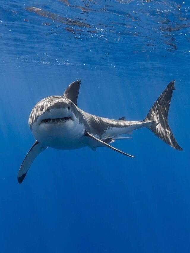 Shark PFP 4K