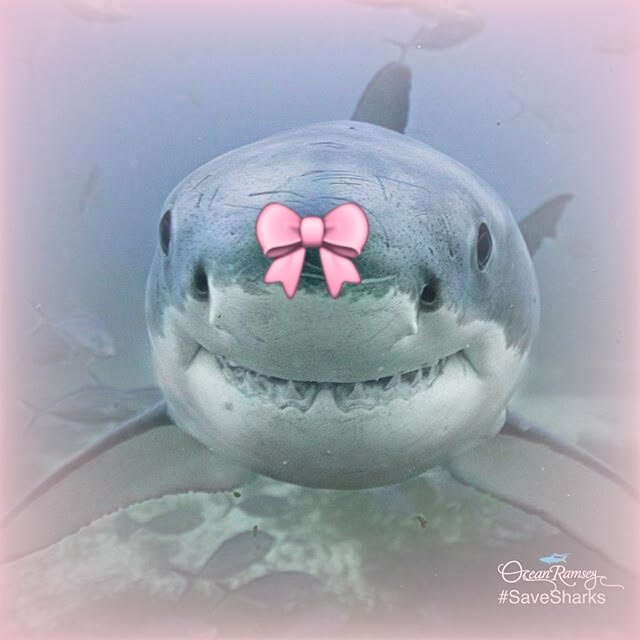 Shark PFP Cool