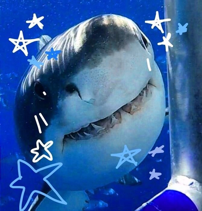 Shark PFP Cool