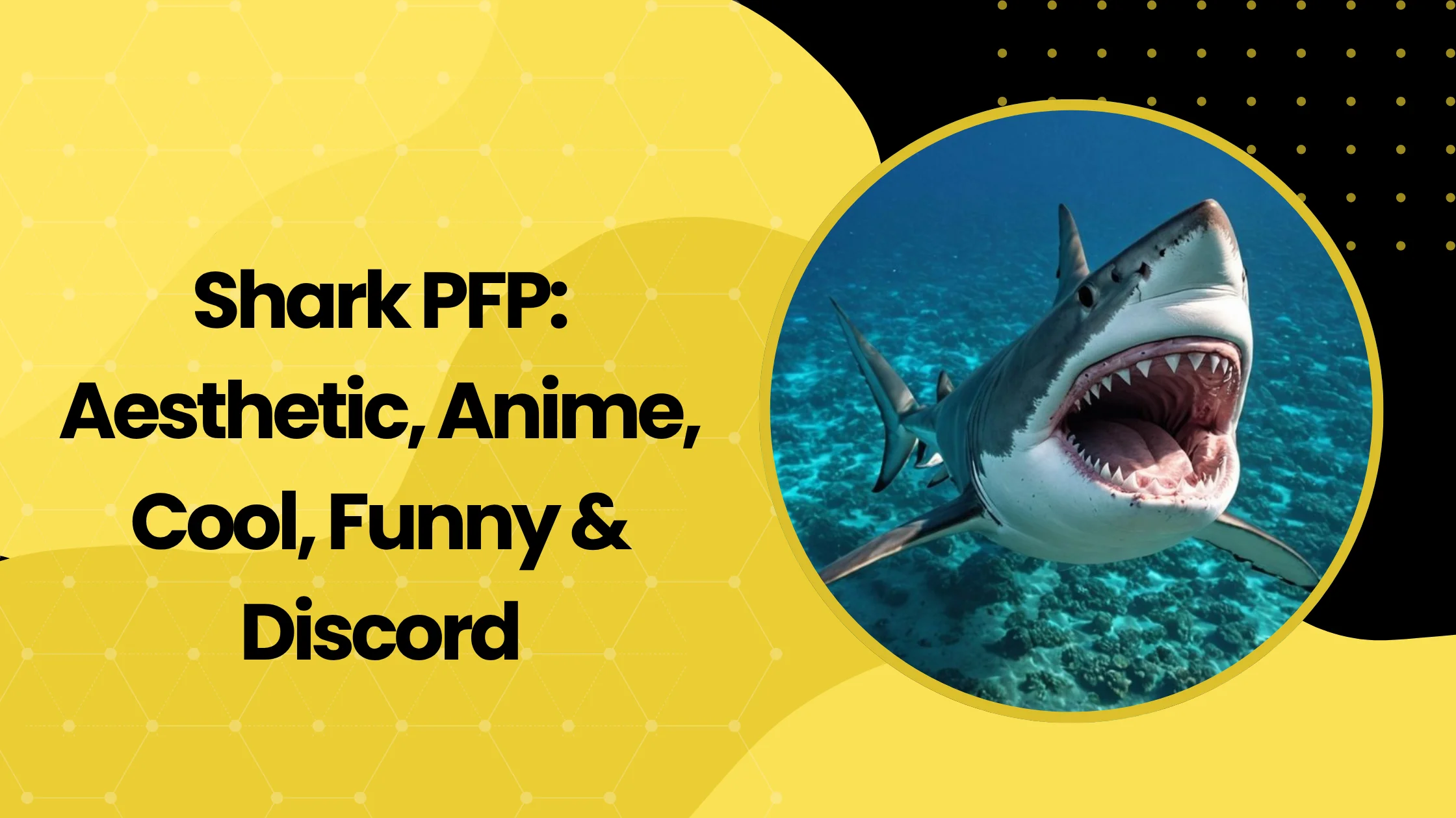 Shark PFP