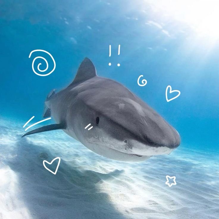 Tiger Shark PFP