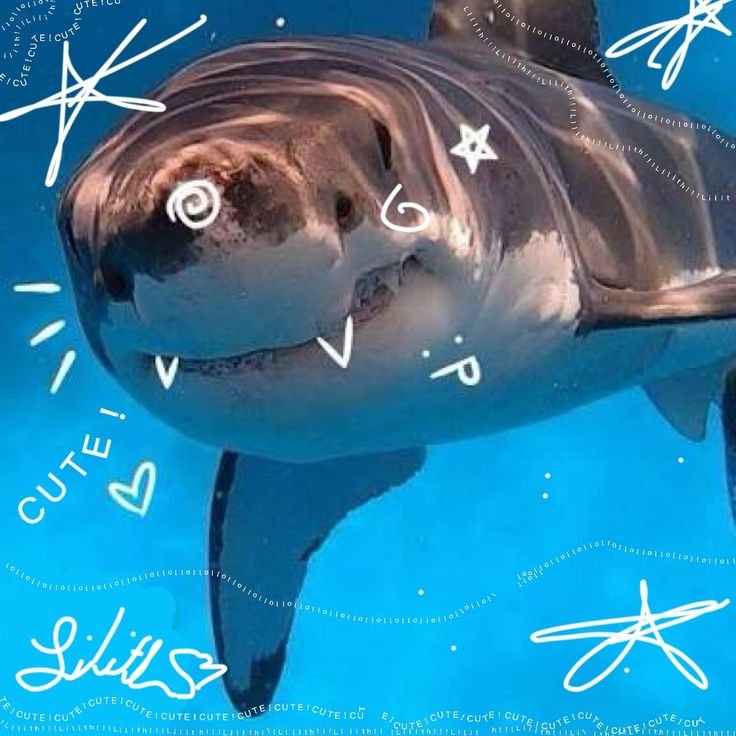 Tiger Shark PFP