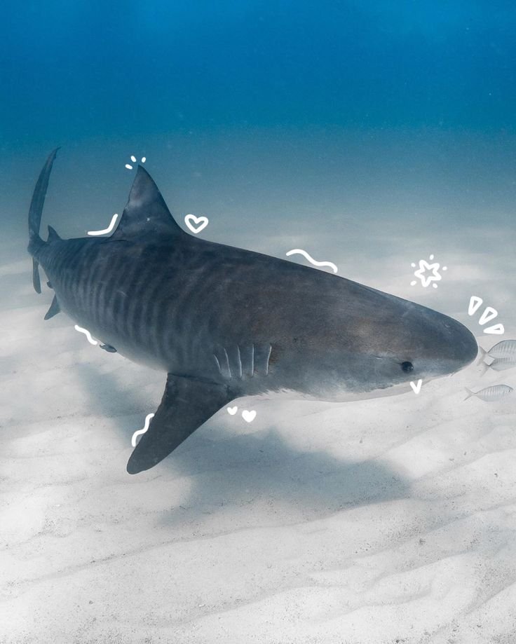 Tiger Shark PFP
