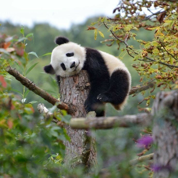 Top Aesthetic Styles Of Panda PFP