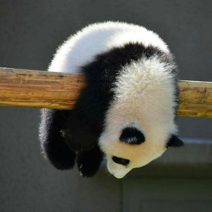 Top Aesthetic Styles Of Panda PFP