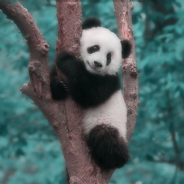 Top Aesthetic Styles Of Panda PFP