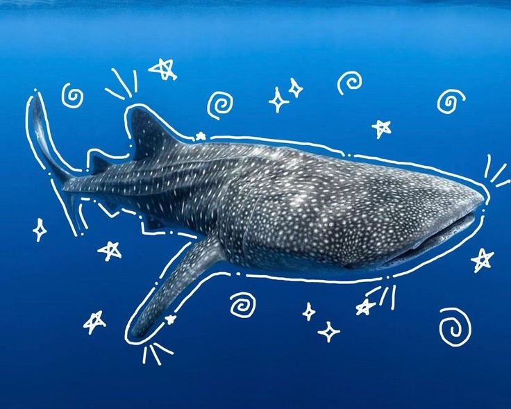 Whale Shark PFP